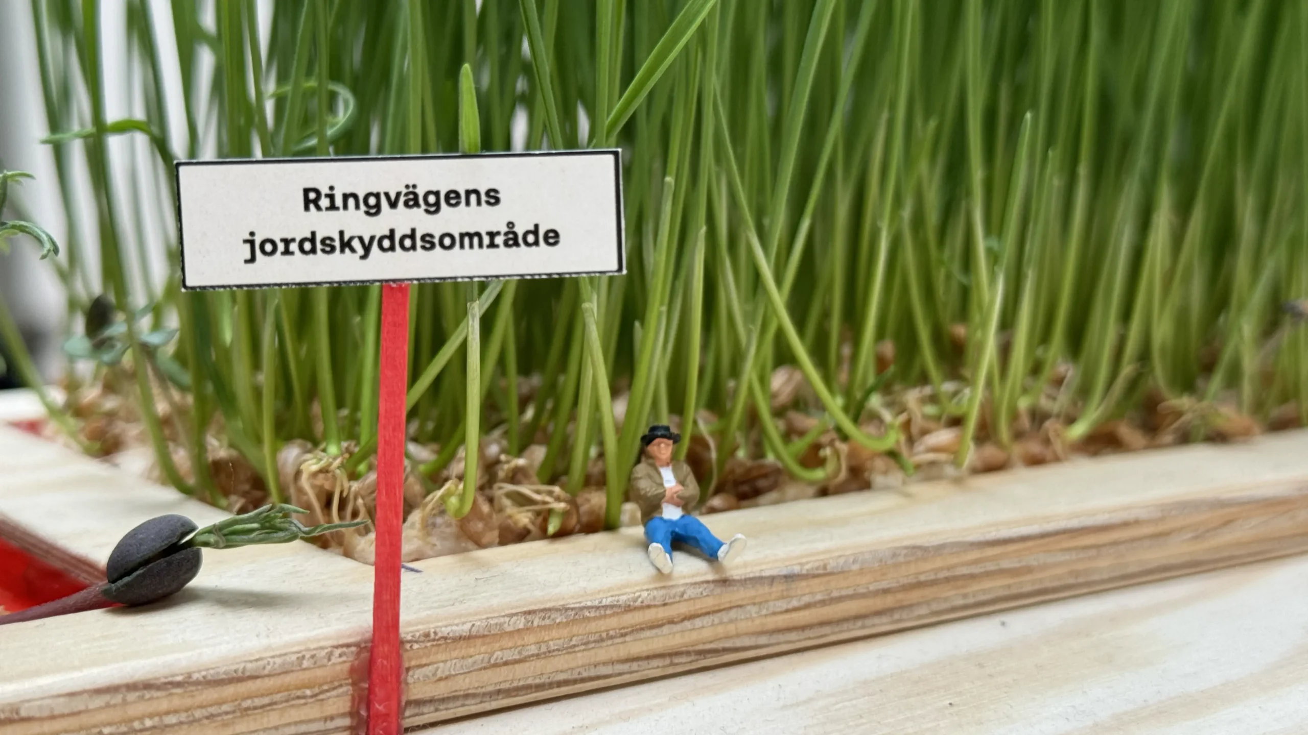 A tiny farmer resting by a strip of growing grain, under a sign for Ringvägen