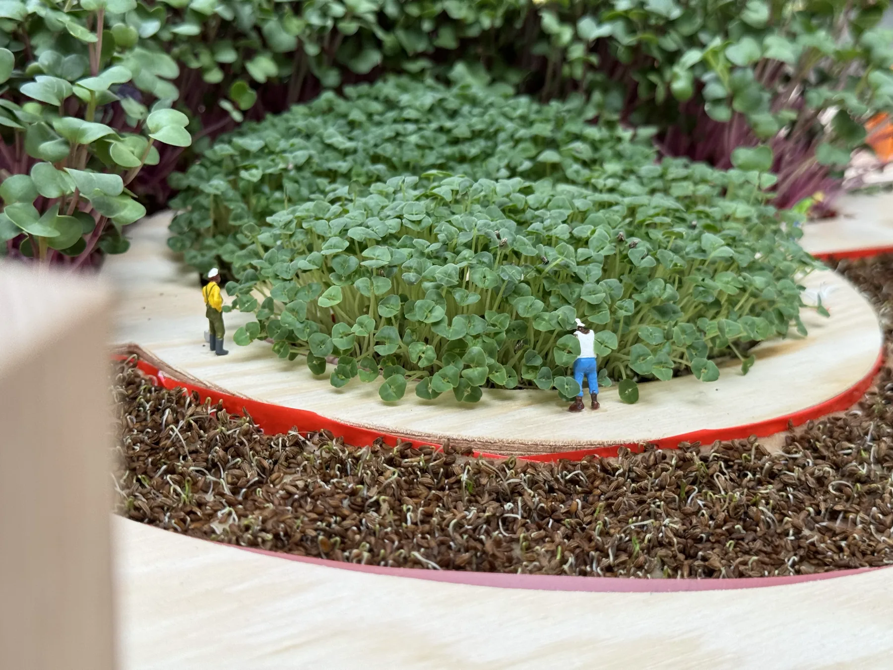Rosengård with living microgreens